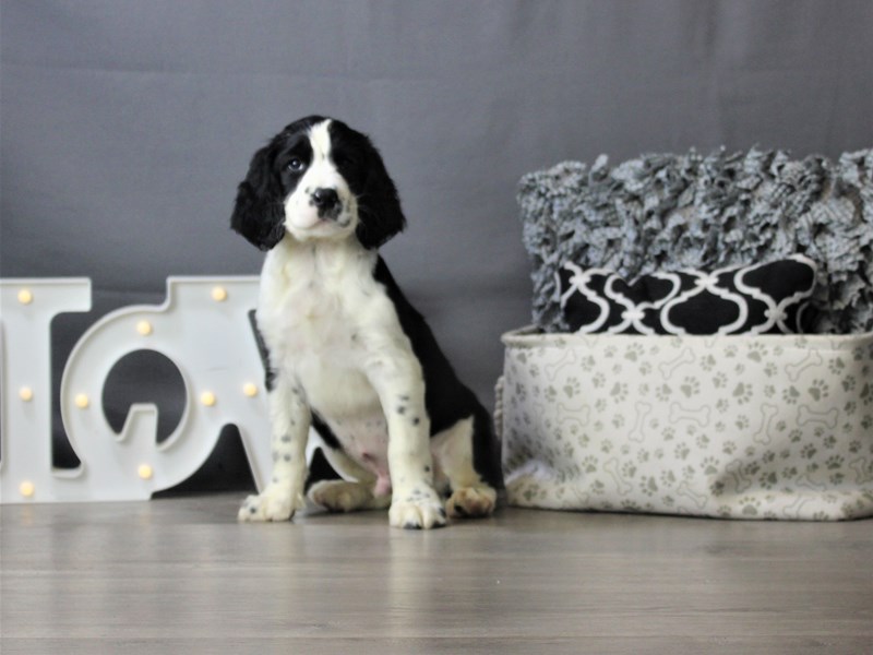 English Springer Spaniel