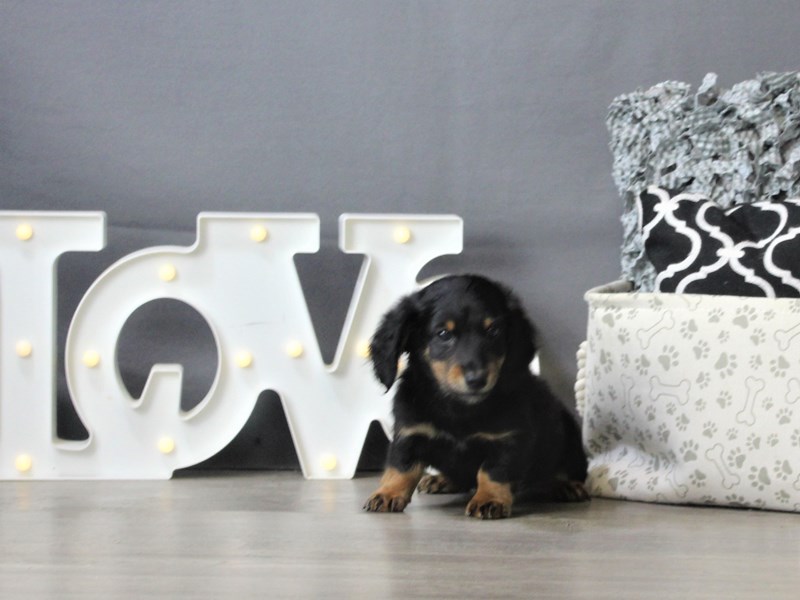 Dachshund