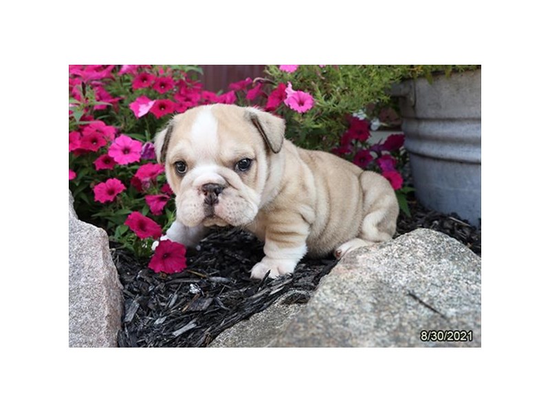 English Bulldog