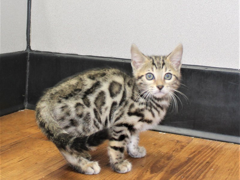 Bengal