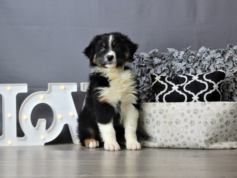 Australian Shepherd