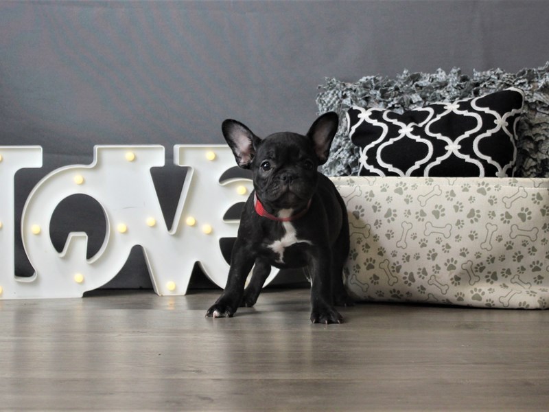 French Bulldog