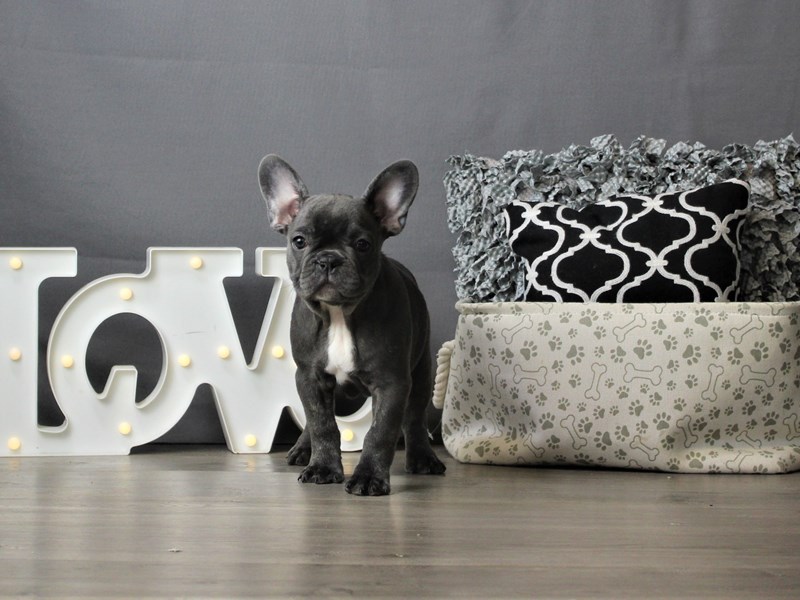 French Bulldog