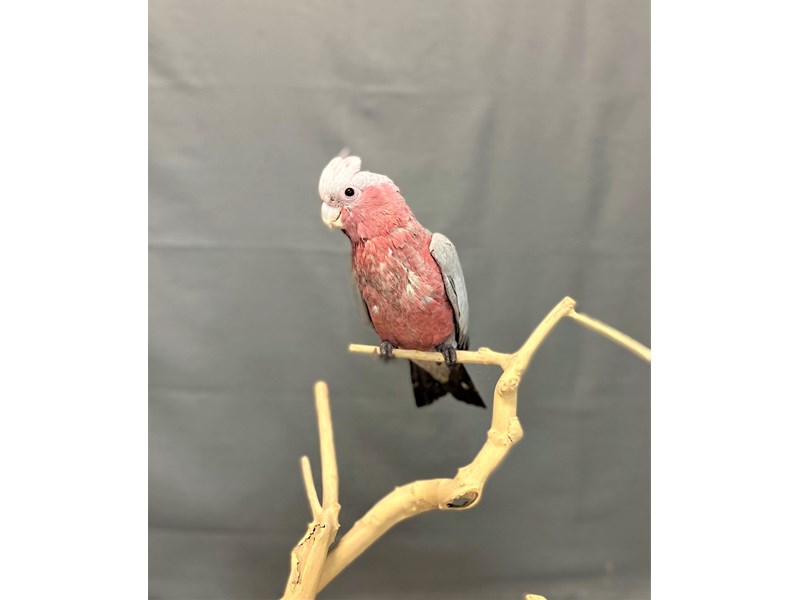 Rosebreasted Cockatoo