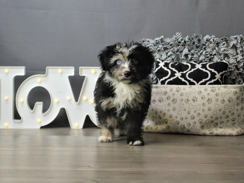 Mini Aussiedoodle