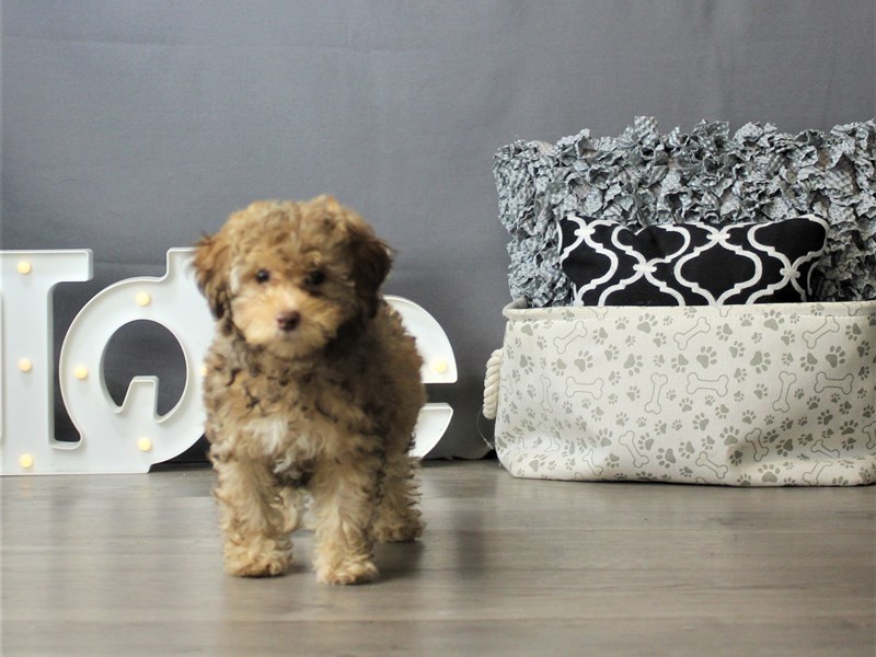 Poodle