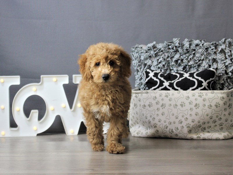 Mini GoldendoodleDOGFemaleGolden2603612Petland Columbus, Ohio