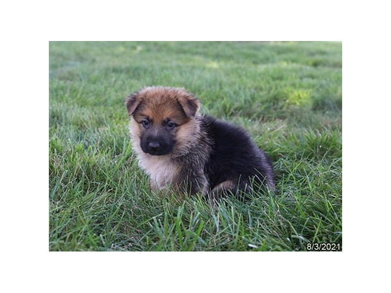 German Shepherd Dog