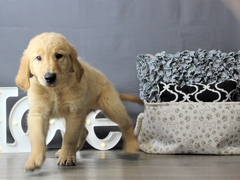 Golden Retriever