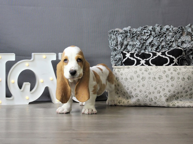 Basset Hound