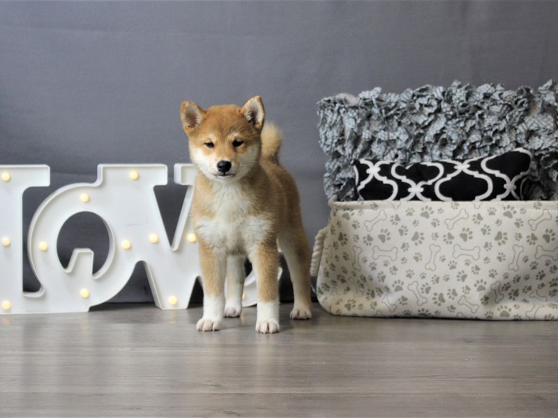 Shiba Inu
