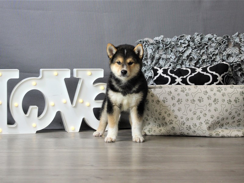 Shiba Inu