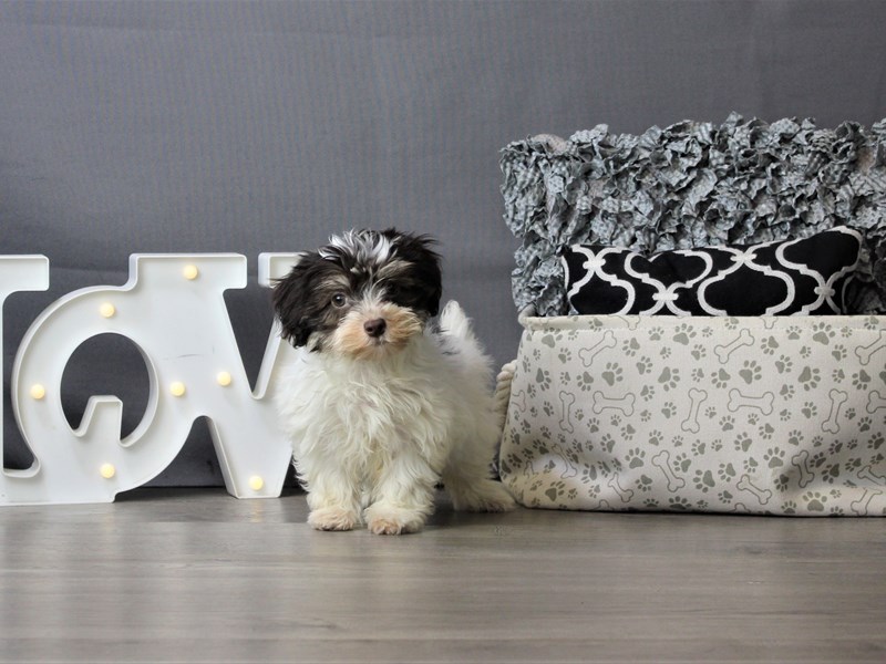 Havanese