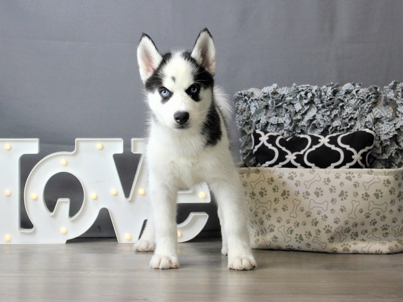 Siberian Husky