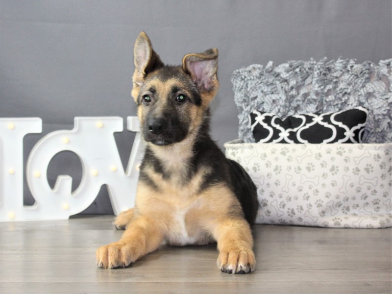 German Shepherd Dog