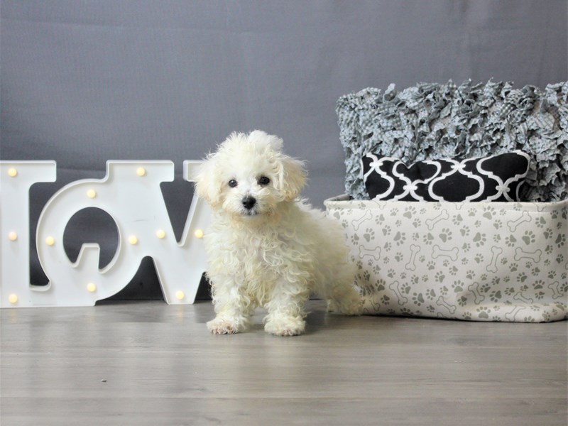 Bichon Frise