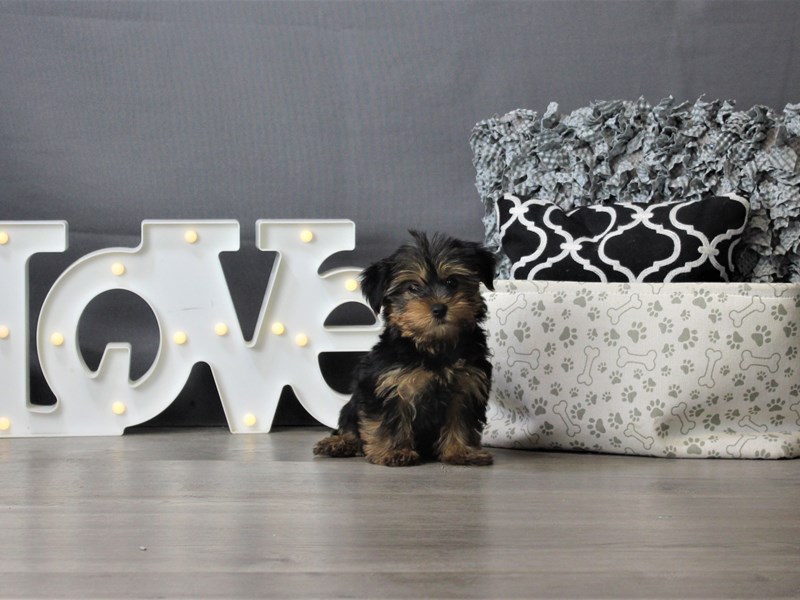 Yorkshire Terrier