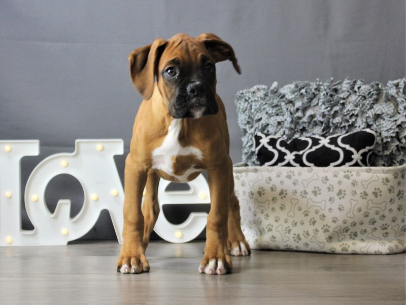 Boxer
