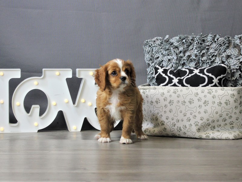 Cavalier King Charles Spaniel