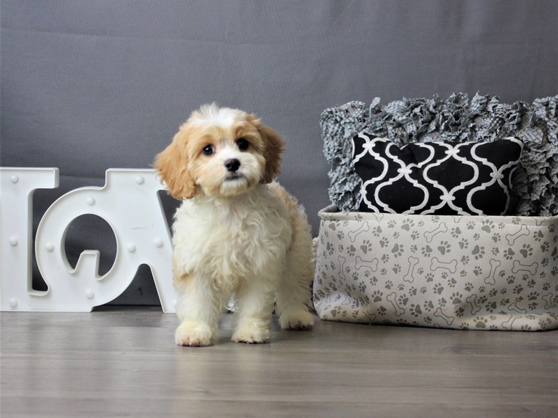 Cavachon