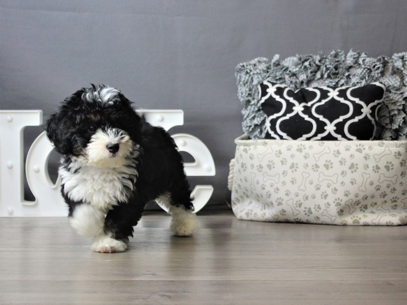 Mini Bernadoodle