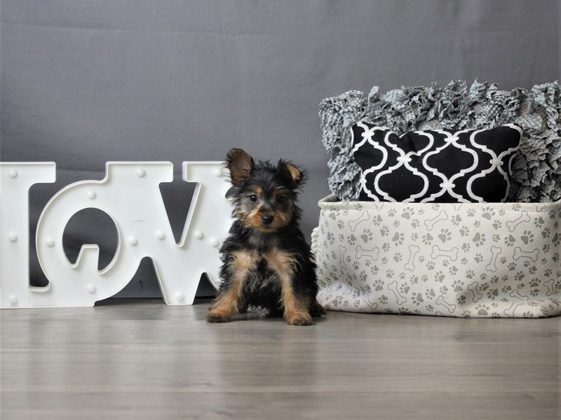 Silky Terrier
