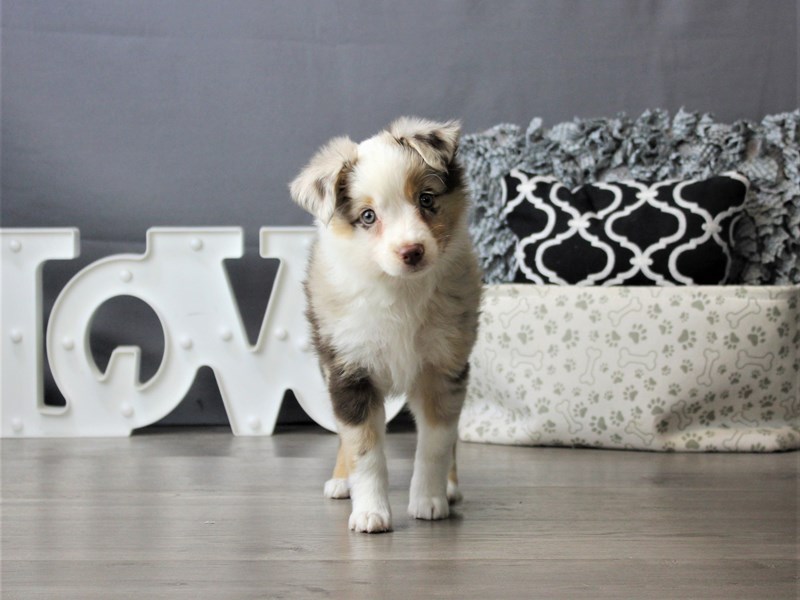 Miniature Australian Shepherd