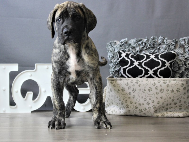 Mastiff