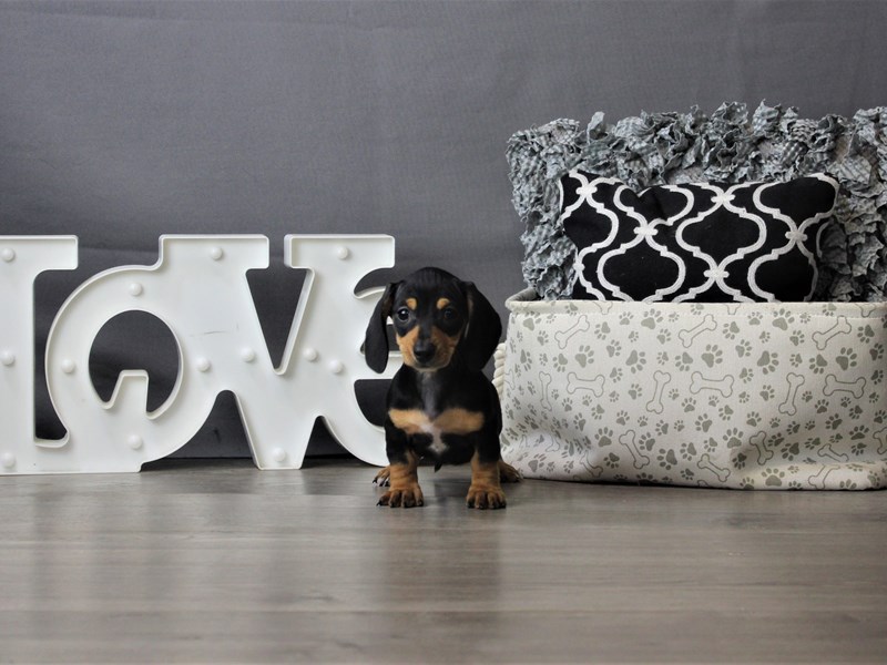 Dachshund