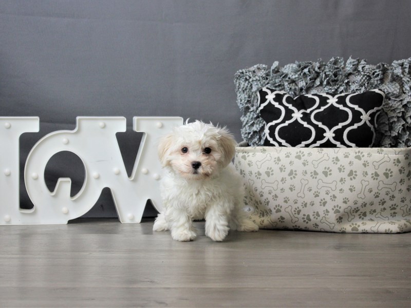Coton De Tulear