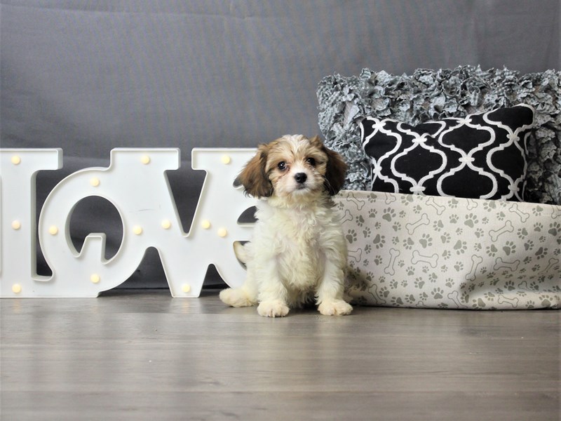 Cavachon