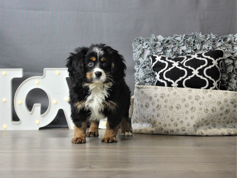 Mini Bernese