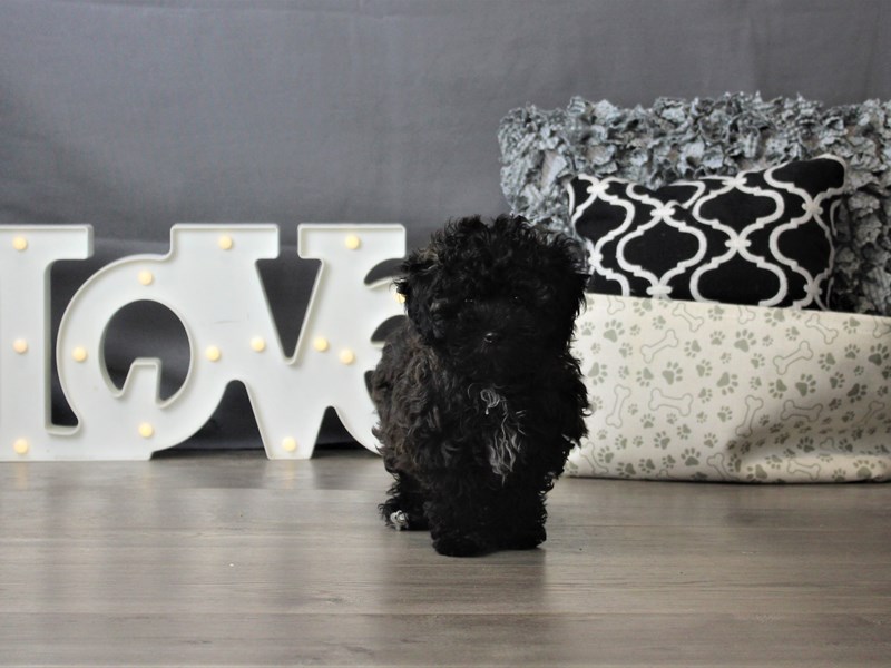 Maltese/Poodle