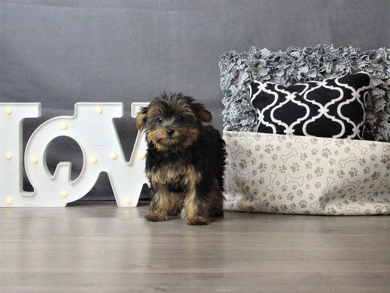 Yorkshire Terrier