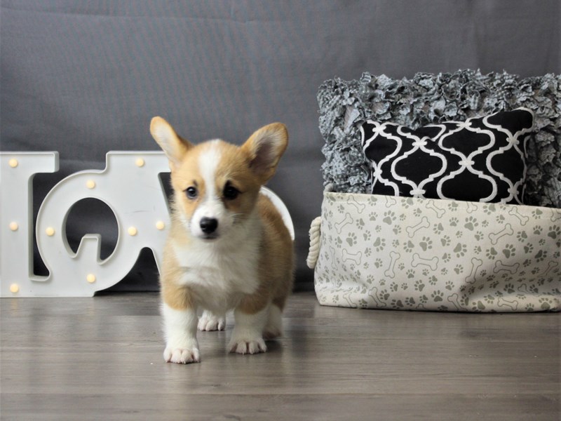 Pembroke Welsh Corgi