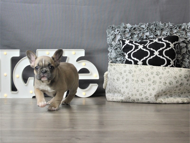 French Bulldog