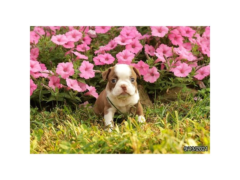 Boston Terrier