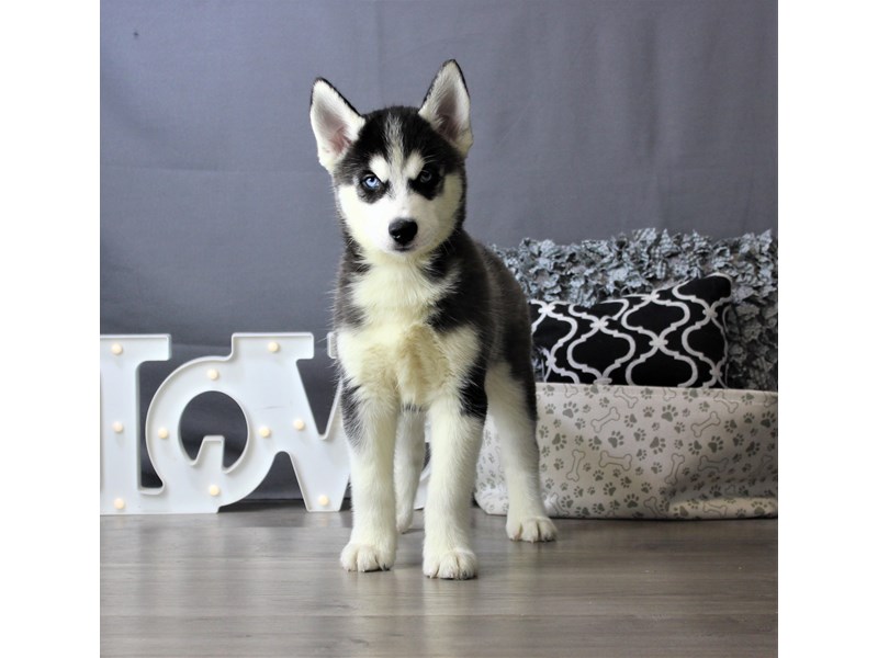 Siberian Husky