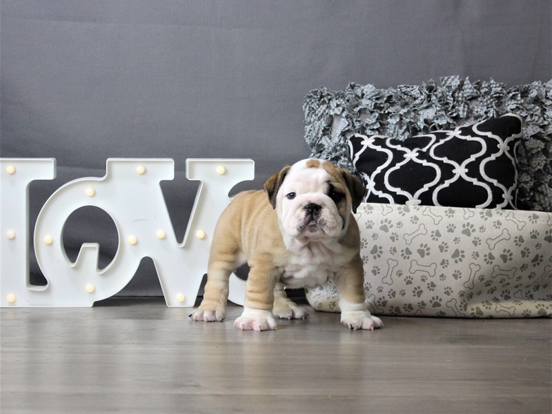 English Bulldog