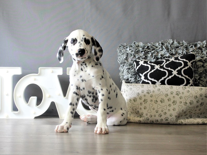 Dalmatian