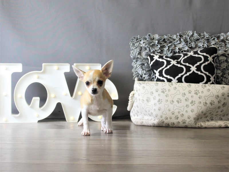 Chihuahua