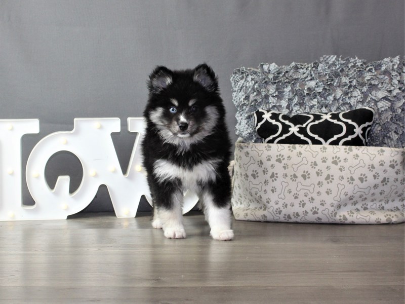 Pomsky