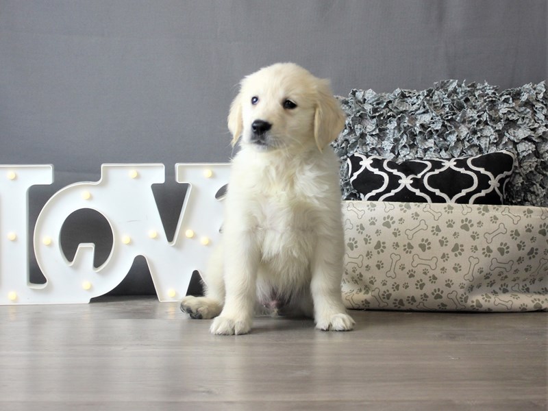 Golden Retriever