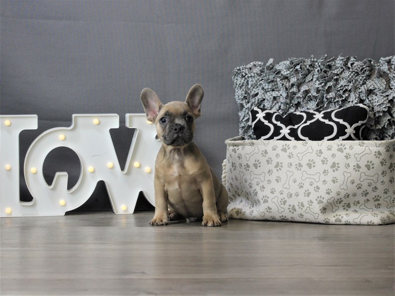 French Bulldog