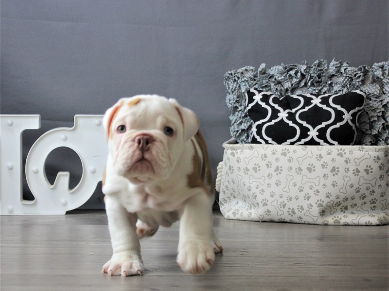 English Bulldog