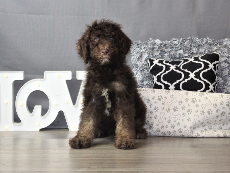 Poodle Standard