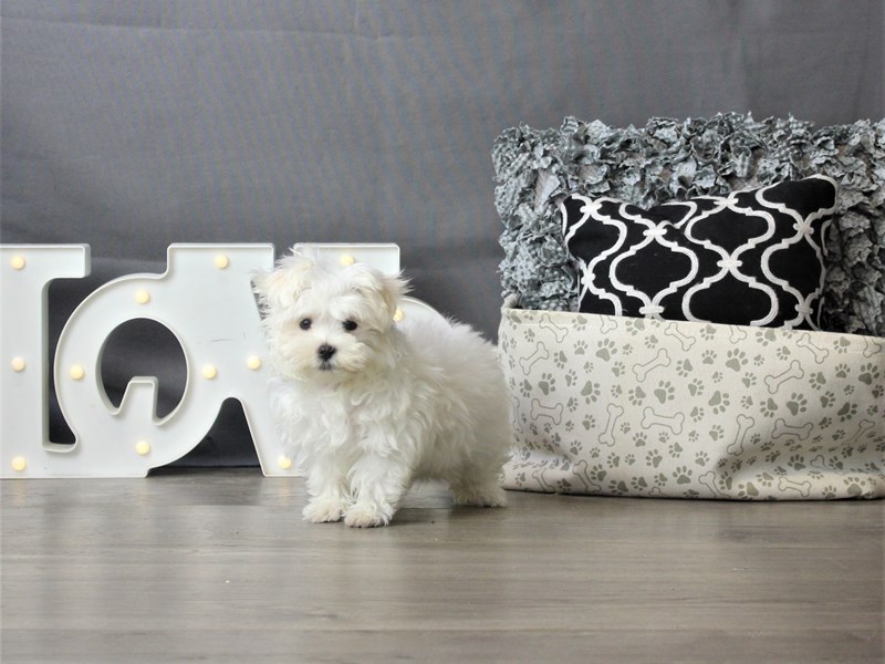 Maltese