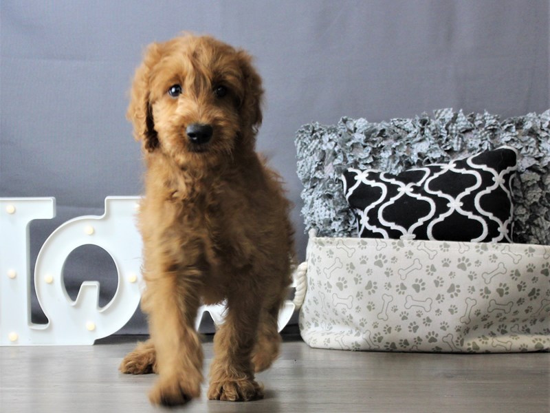 Goldendoodle