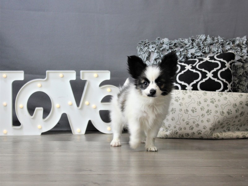 Papillon
