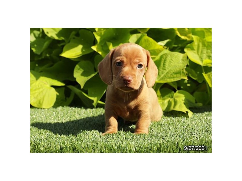Dachshund